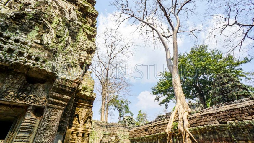 タ・プローム 鳥の足のように見える樹木と寺院の遺跡