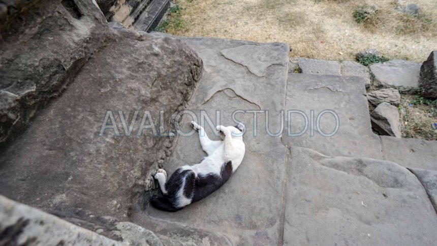 アンコール・ワット 門で暑さにダレる猫